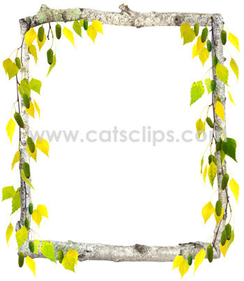 birch borders