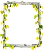 birch border