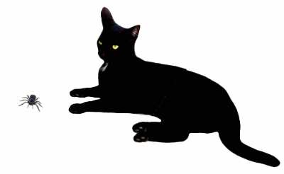 Black Cat Spider animated gif from www.catsclips.com 