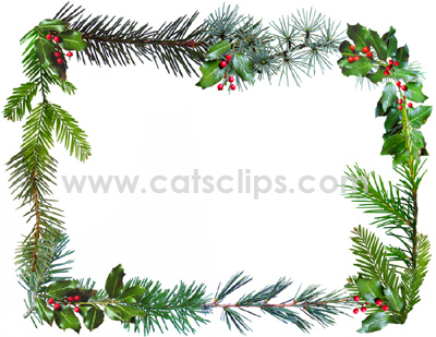 conifer ring