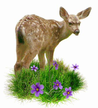fawn in grass animated gif