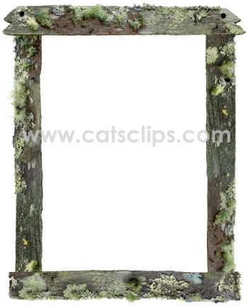 lichen covered boards border