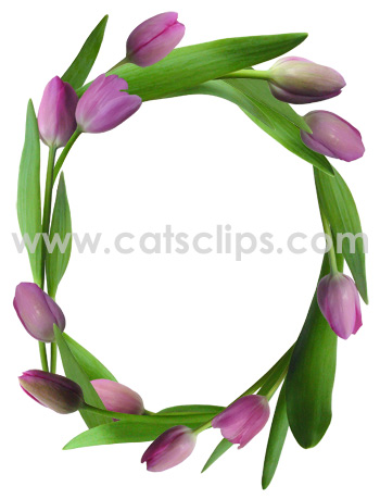 pink tulips border