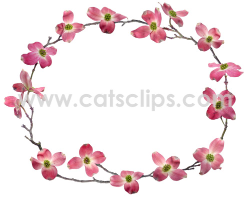 pig dogwood flowers border