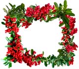 pyracantha border