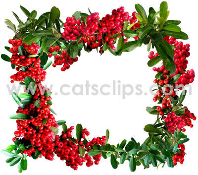 pyracantha berry border