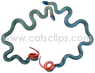 ringneck snakes