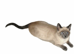 siamese cat in fall leaves