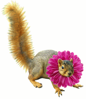 squirrel with collar animated GIF