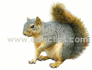 squirrel with sunflower animated GIF