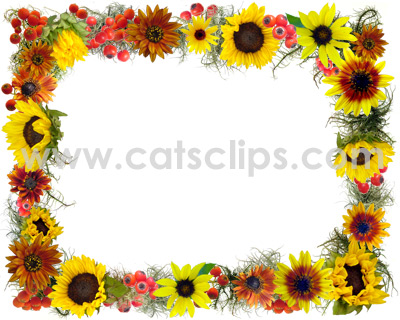 sunflower border