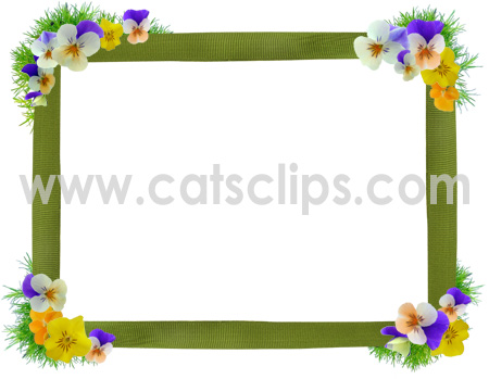 viola border